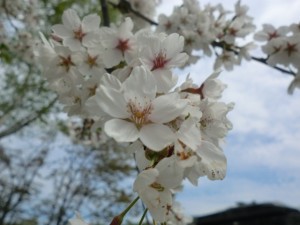春のドライブ　桜の接写